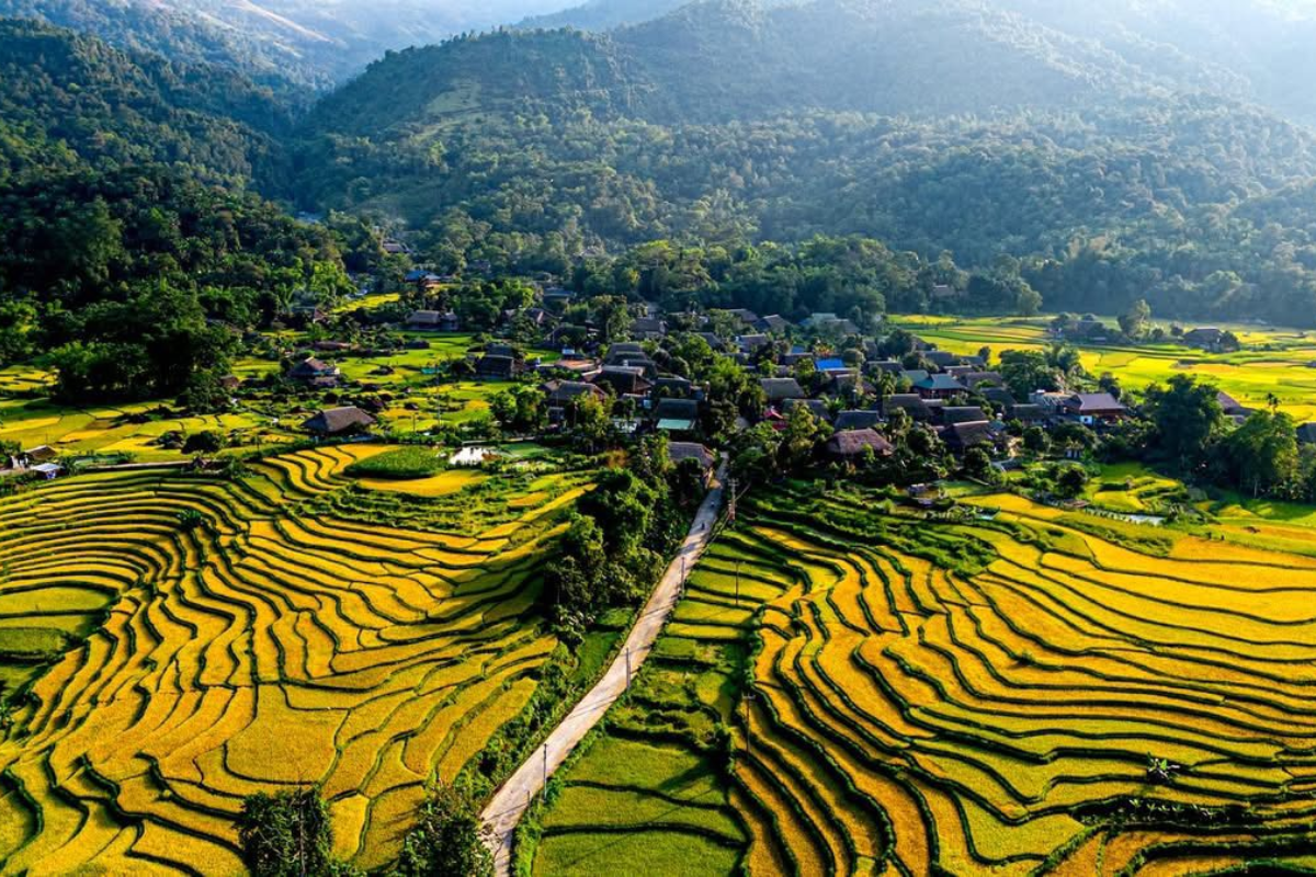 Sunllight over ripe rice terraces in Ha Thanh Village, casting golden light